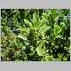 Santalum paniculatum.jpg